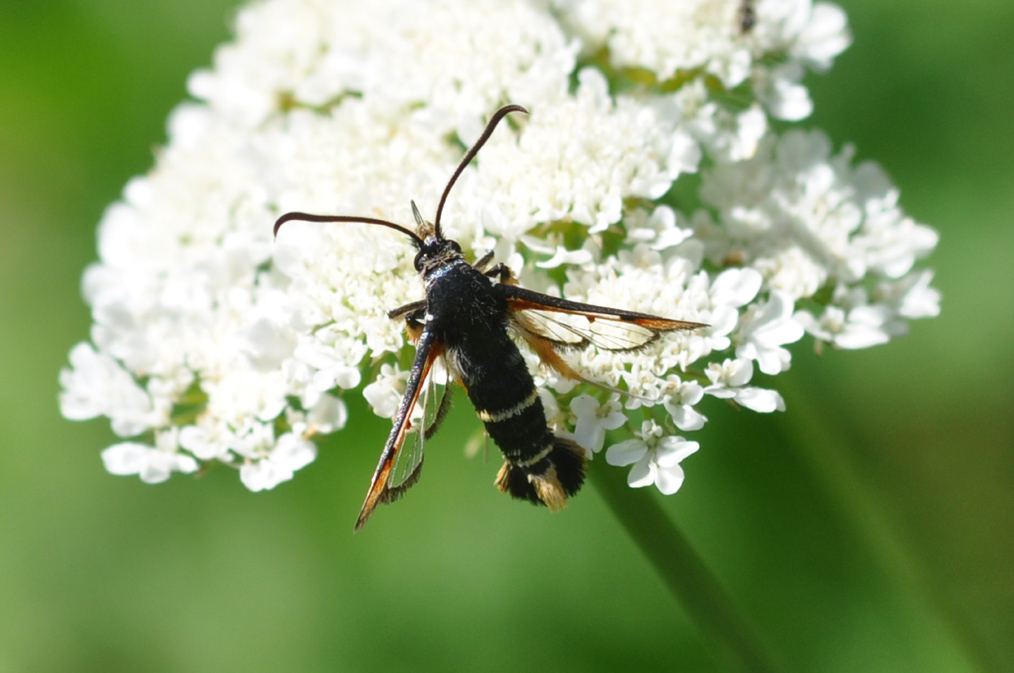 Altra Sisiidae da ID